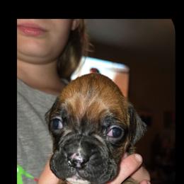 Girl 1 - Fawn female Boxer puppy in Caspian, Michigan from Andrus Family Boxers