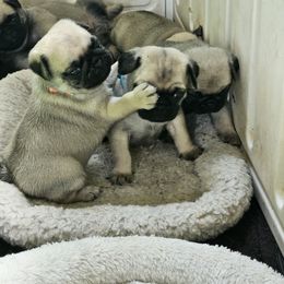 Boy 3 - Fawn male Pug puppy in Rutherfordton, North Carolina from Sweetie Pie Pugs