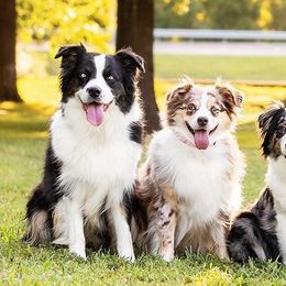 Australian Shepherds from Rootin Tootin Farm