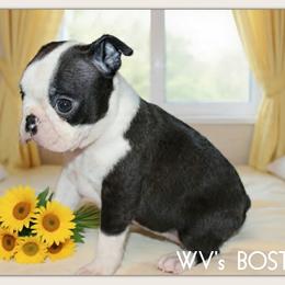 Fiona - Black and white female Boston Terrier puppy in North Central, Vermont from Windy Valley’s Bostons