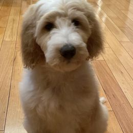 Kaia - Goldendoodle puppy in Chesnee, South Carolina from Pampered Paws Unlimited