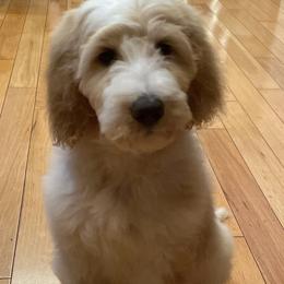 Kaia - Goldendoodle puppy in Chesnee, South Carolina from Pampered Paws Unlimited