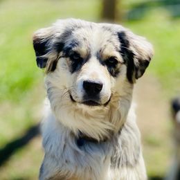 Honey - Miniature Australian Shepherd