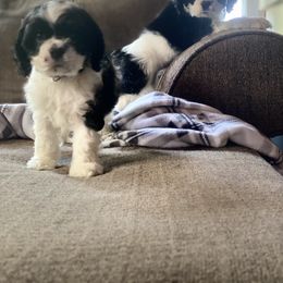 Cavalier King Charles Spaniel and Cocker Spaniel Puppies from Cochran Spaniels