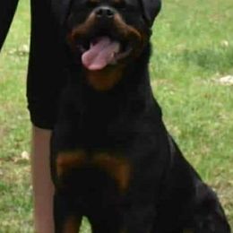 Dalila - Rottweiler