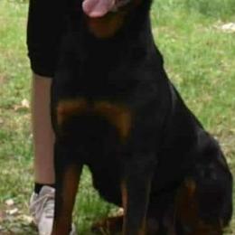 Dalila - Rottweiler