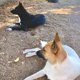 Canaan Dogs from Heritage Canaan Dogs / M Haney Ranch