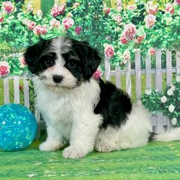 Samson - Black and white male Havanese puppy in Summerfield, Florida from Honor Havanese