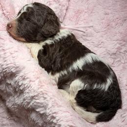 Remi Light pink collar - Brown female Poodle puppy in Clarkston, Washington from Doodle & Poodle Palace