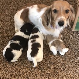 Dachshund Puppies from Alpine Meadow Dachshunds