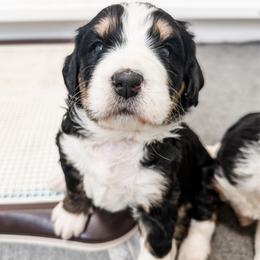Winnie - Tri-color female Bernedoodle puppy in Marne, Michigan from MI Doodles