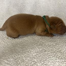 Golden Retriever Puppies from Nomadic Reds
