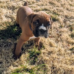 Boxer and Shih Tzu Puppies from Super City Kennels