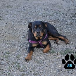 KoaKoa - Rottweiler