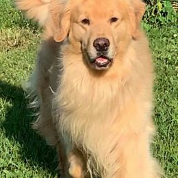 Golden Retrievers from Rustic Pines Goldens