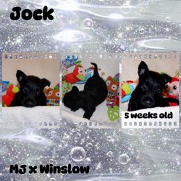 Australian Shepherd, Poodle, and Scottish Terrier Puppies from Not Of This World Aussies, Scottie’s, Poodles, & Doodles