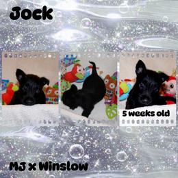 Australian Shepherd, Poodle, and Scottish Terrier Puppies from Not Of This World Aussies, Scottie’s, Poodles, & Doodles