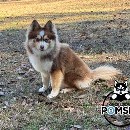 Rosa - Pomsky