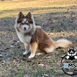 Rosa - Pomsky