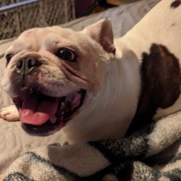 Fancy - French Bulldog