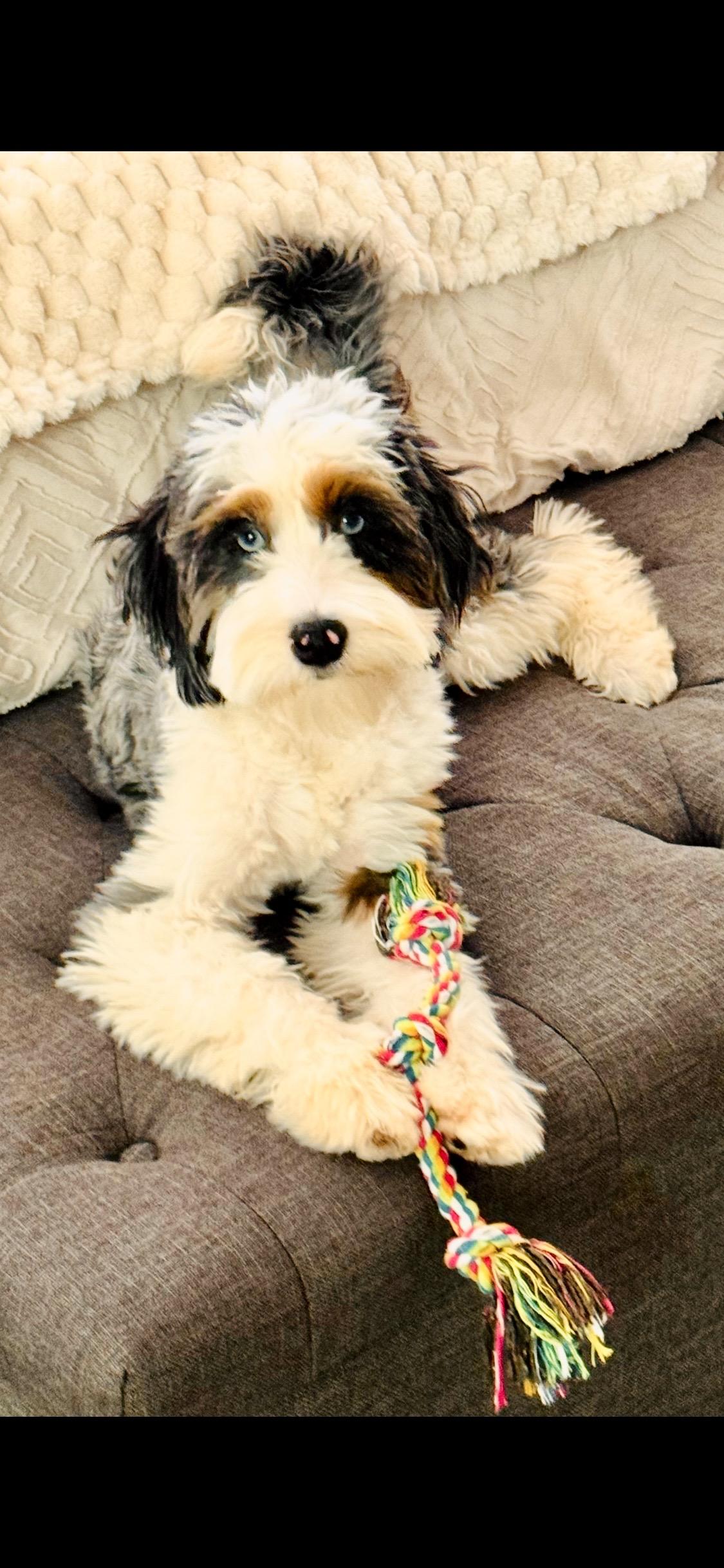 Willow