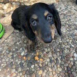 Meg - Black and tan female Dachshund puppy in San Antonio, Texas from Sunshine Sandra & Sweet Sausages