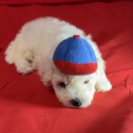 Milo - orange collar - White male Bichon Frise puppy in 63101 (St. Louis Metro Area), Missouri from BichonSTL