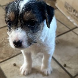 Boy 2 - Tri-colored Parson Russell Terrier puppy in Peabody, Kansas from SouthFork Ranch