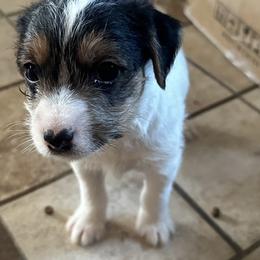 Boy 2 - Tri-colored Parson Russell Terrier puppy in Peabody, Kansas from SouthFork Ranch