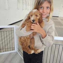 Candy Apple - Apricot female Goldendoodle puppy in Daytona Beach, Florida from Beach Doodles