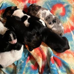 Dachshund Puppies from Parker House Dachshunds