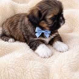 Teddy - Sable and white male Shih Tzu puppy in Downey, California from Cali shih tzu