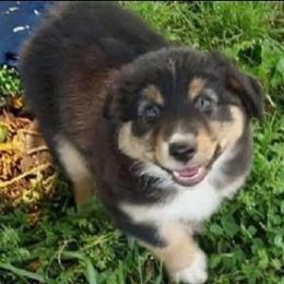 Bonnie - Black tri-color female Australian Shepherd puppy in Wewoka, Oklahoma from OutBack Aussie OutLaws