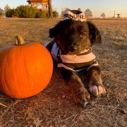 Australian Shepherd Puppies from 303 Aussies