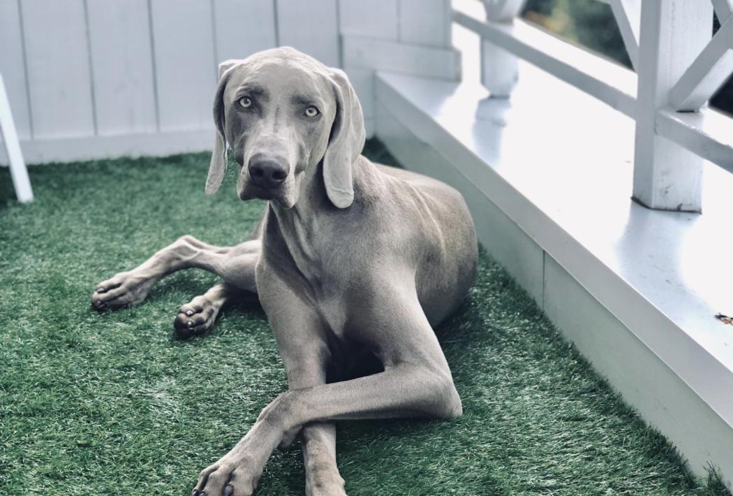 Three Oak's Kennel in Tennessee | Weimaraner puppies | Good Dog