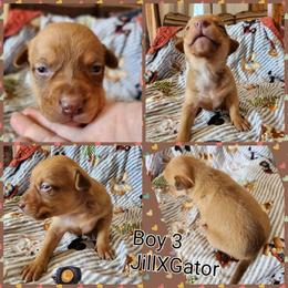 Boy 3 - Red male Australian Kelpie puppy in Bradford, Arkansas from Cedar Rock Heelers and Kelpies