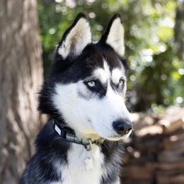 Kona - Siberian Husky