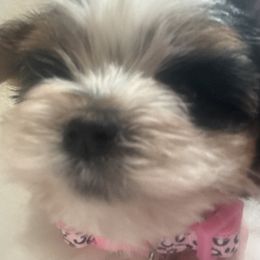 AKC girl 2 pink collar Alena - Black tan and white female Biewer Terrier puppy in Chico, California from Lhasa Apsos of northern Ca . Biewer terriers of northern California