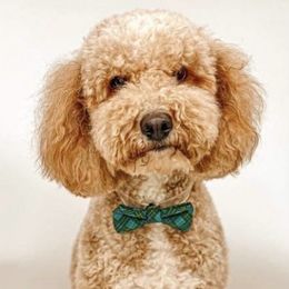 Saint - Goldendoodle