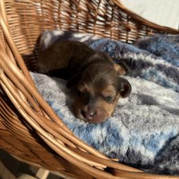 Boo - Dapple male Dachshund puppy in Pontotoc, Mississippi from Toddy Kennels