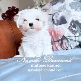 Boy 3 - White male Maltese puppy in Snowville, Utah from Navabo Diamond