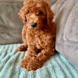 Jax - Red  male Poodle puppy in Abilene, Texas from Mesquite Kennels