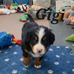 GiGi - Black rust and white female Bernese Mountain Dog puppy in Radcliffe, Iowa from Berner Babies