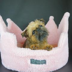 Harriet - Brussels Griffon