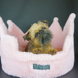 Harriet - Brussels Griffon