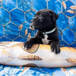 Light Blue Collar - Black female Cane Corso puppy in Houston, Texas from Zenith Cane Corso