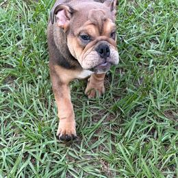 Janis Joplin - Red female Bulldog puppy in Lakeland, Florida from Strickly Bulldogs