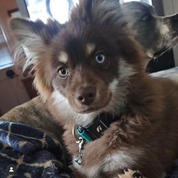 Enzo - Pomsky
