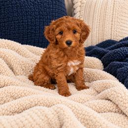 Raleigh - Red  male Goldendoodle puppy in Floyd, Virginia from Hearts and Paws Poodles and Doodles