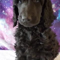 Luke - Poodle puppy in Littleton, Colorado from Fireside Standard Poodles